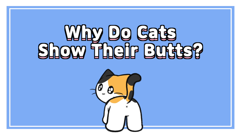 Cat_show_butts_0_