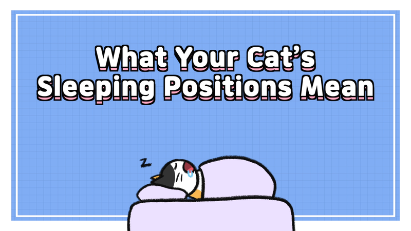 Cat_sleeping_position_0_