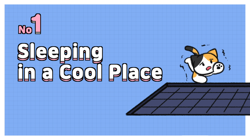 Cat_sleeping_position_11_