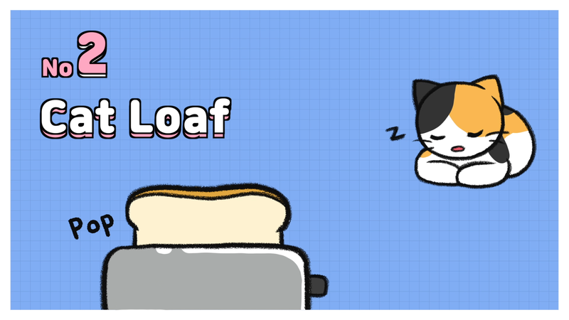 Cat_sleeping_position_2_