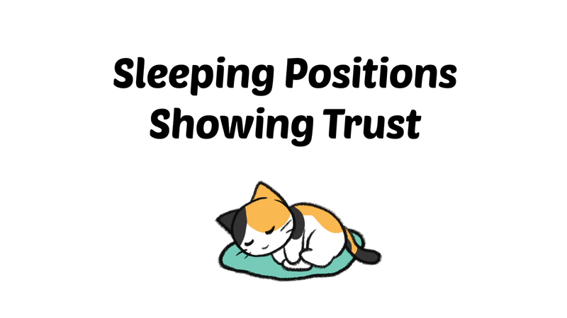 Cat_sleeping_position_5_