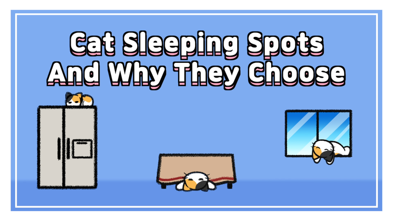 Cat_sleeping_spots_0_