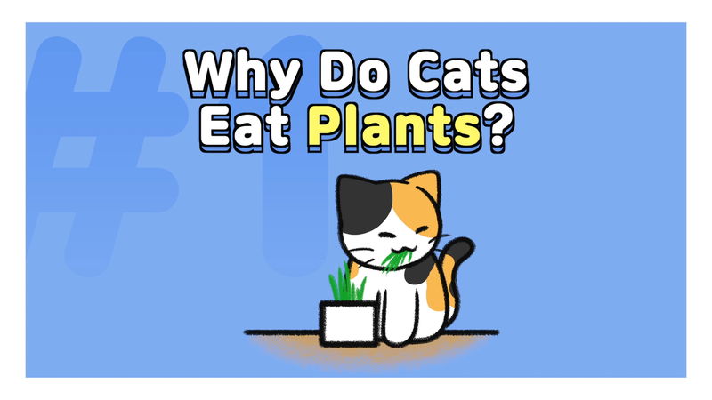 Cat_toxic_plant_1_
