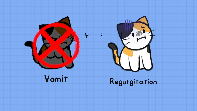 Cat_vomit_1_2_3