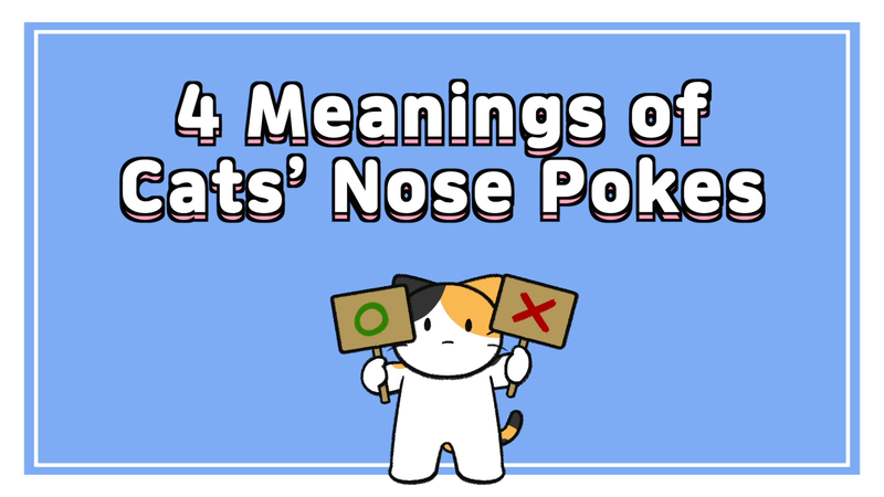 Cats_nosepokes_0_