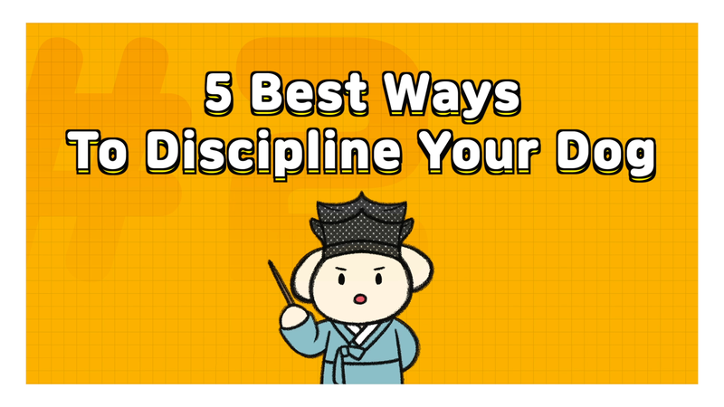 Dog_discipline_2_