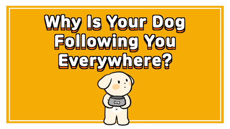 Dog_following_you_0_