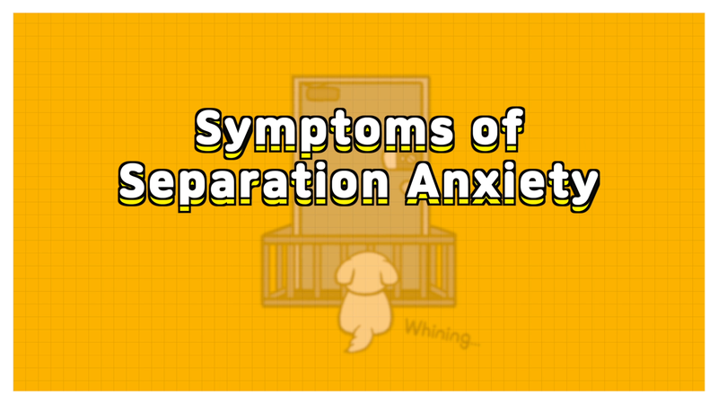 Dog_separation_anxiety_1_