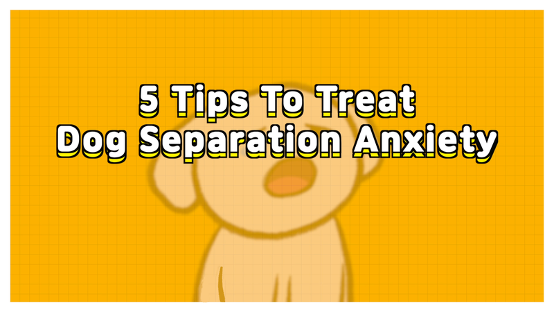 Dog_separation_anxiety_4_