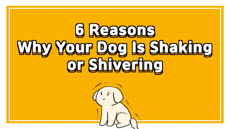 Dog_shaking_0_