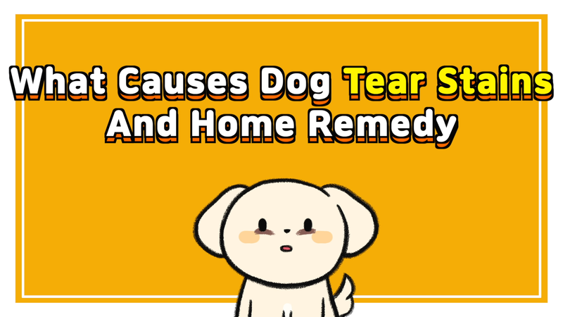 Dog_tear_stains_0_