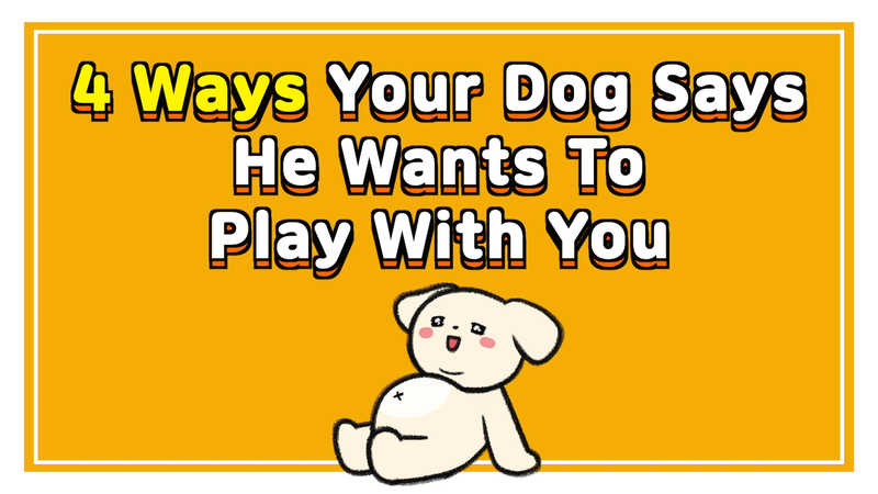 Dog_wanna_play_0_