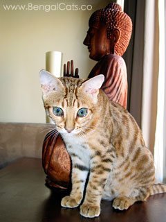 Bengal Cat