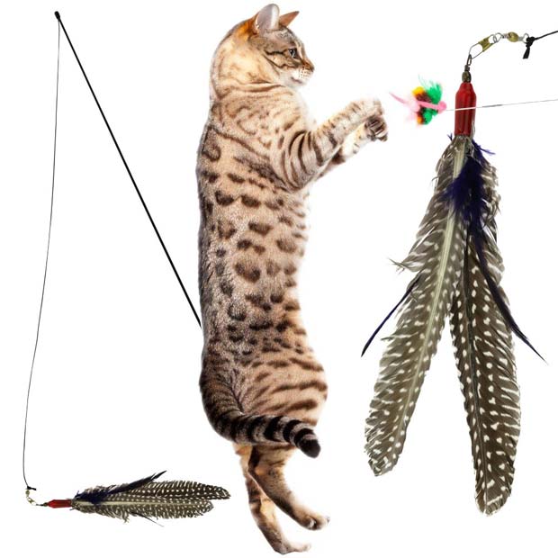 Da Bird cat toy