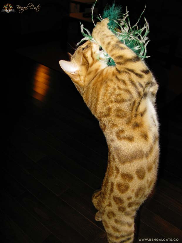 F4 Bengal cat playing with Da Bird