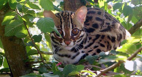 Chat Léopard d'Asie (Felis bengalensis)