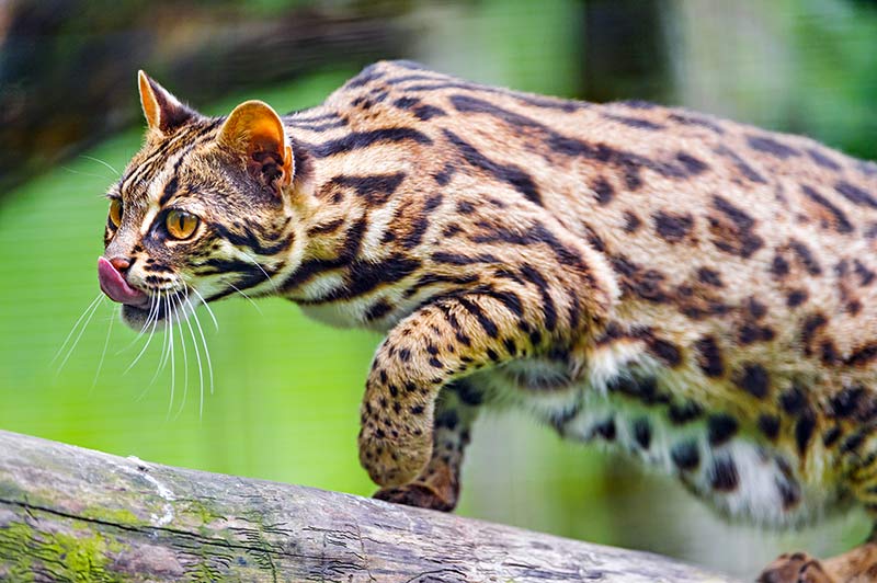 10 Sweet Bengal Cat Facts You Haven’t Heard Before