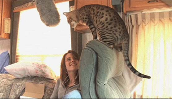 Kristen Stewart Bengal Cat