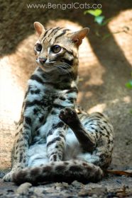 Chat Léopard - Prionailurus Bengalensis