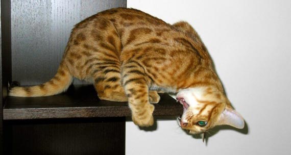 Bengal Cat undesirable behavior