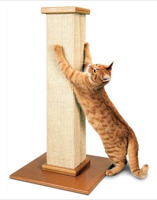 Bengal Cat Behavior Problems