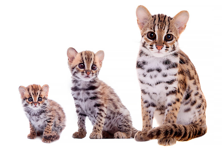 14 Facts About Bengal Cats (#2 is Controversial) 