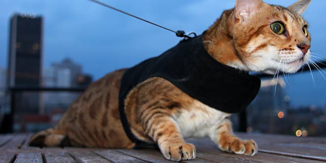 12 Essential Tips For Traveling With A Cats