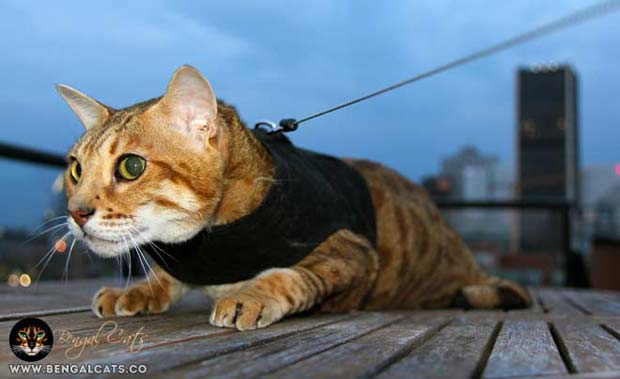 Bengal Cat Kitty Holster Harness