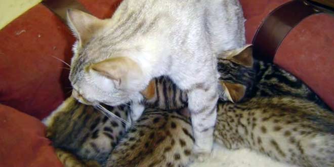 Bengal Mom Nursing 4 Kittens