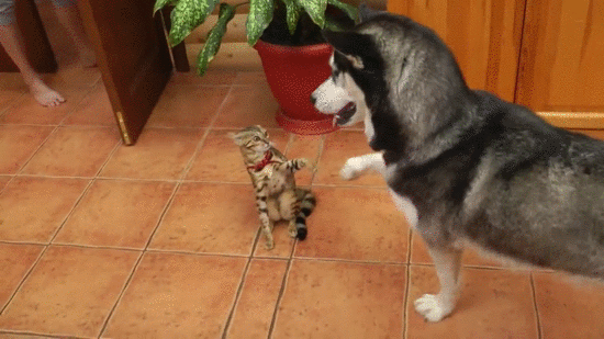 Cat Refuses To Play With Her Husky Friend