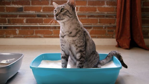 Cat Using Pretty Litter