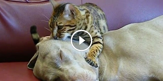 Weimaraner dog gets head massage from bengal cat