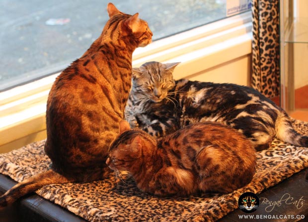 Three Bengals at Salon MOOV