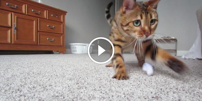 Bengal Takes A Swing At Golf Using Her Tail