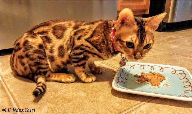 Bengal Kitten Eating Wet Food in Bowl