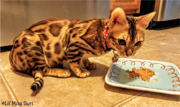 best diet for a bengal cat