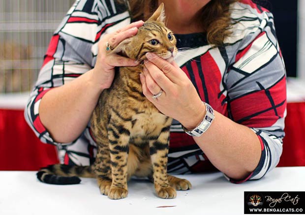 The Importance Of Selecting A Reputable Bengal Breeder