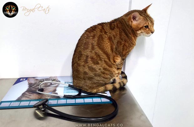Bengal Cat at the vet