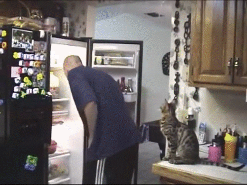 Bengal Kitten jumping on his owner's back