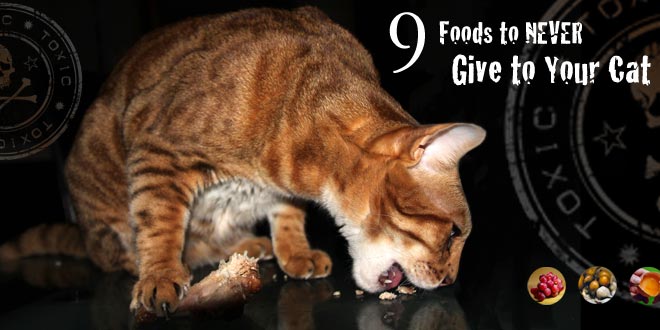 Human Food Toxic to Cats? 