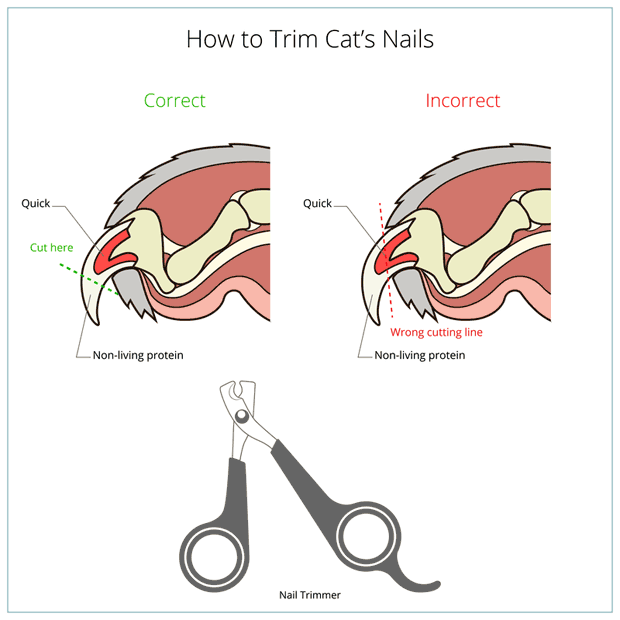 Easy way to hot sale trim cat nails