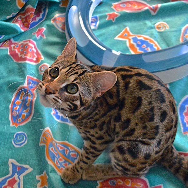 The Life Of Pichu The F1 Bengal Cat