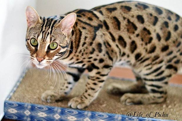 The Life Of Pichu The F1 Bengal Cat