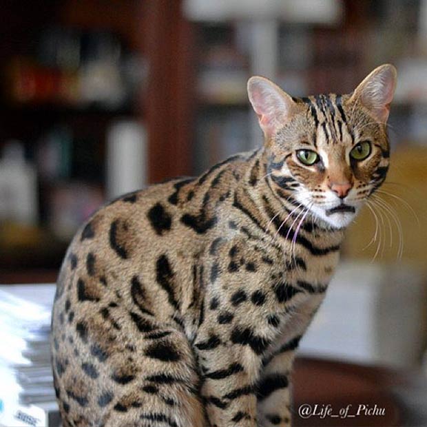 The Life Of Pichu The F1 Bengal Cat