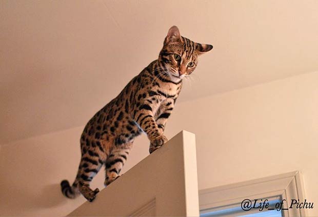 The Life Of Pichu The F1 Bengal Cat