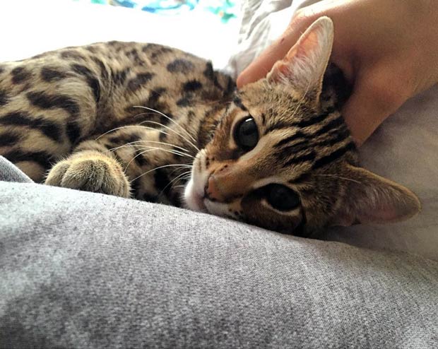 The Life Of Pichu The F1 Bengal Cat