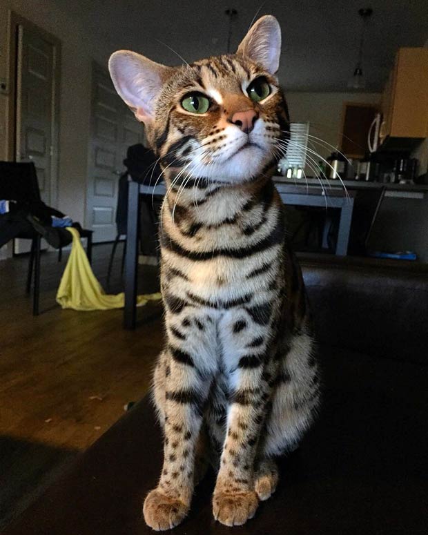 The Life Of Pichu The F1 Bengal Cat