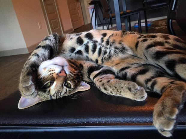 The Life Of Pichu The F1 Bengal Cat