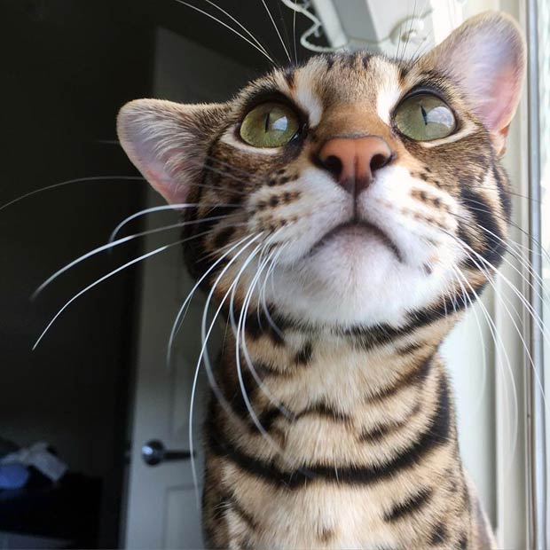 The Life Of Pichu The F1 Bengal Cat