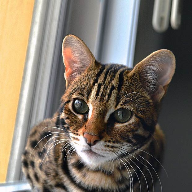 The Life Of Pichu The F1 Bengal Cat